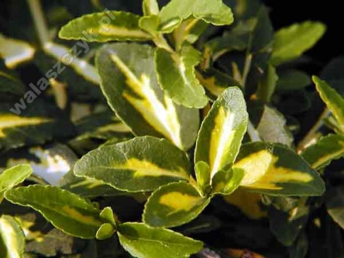 Euonymus fortunei 'Blondy'